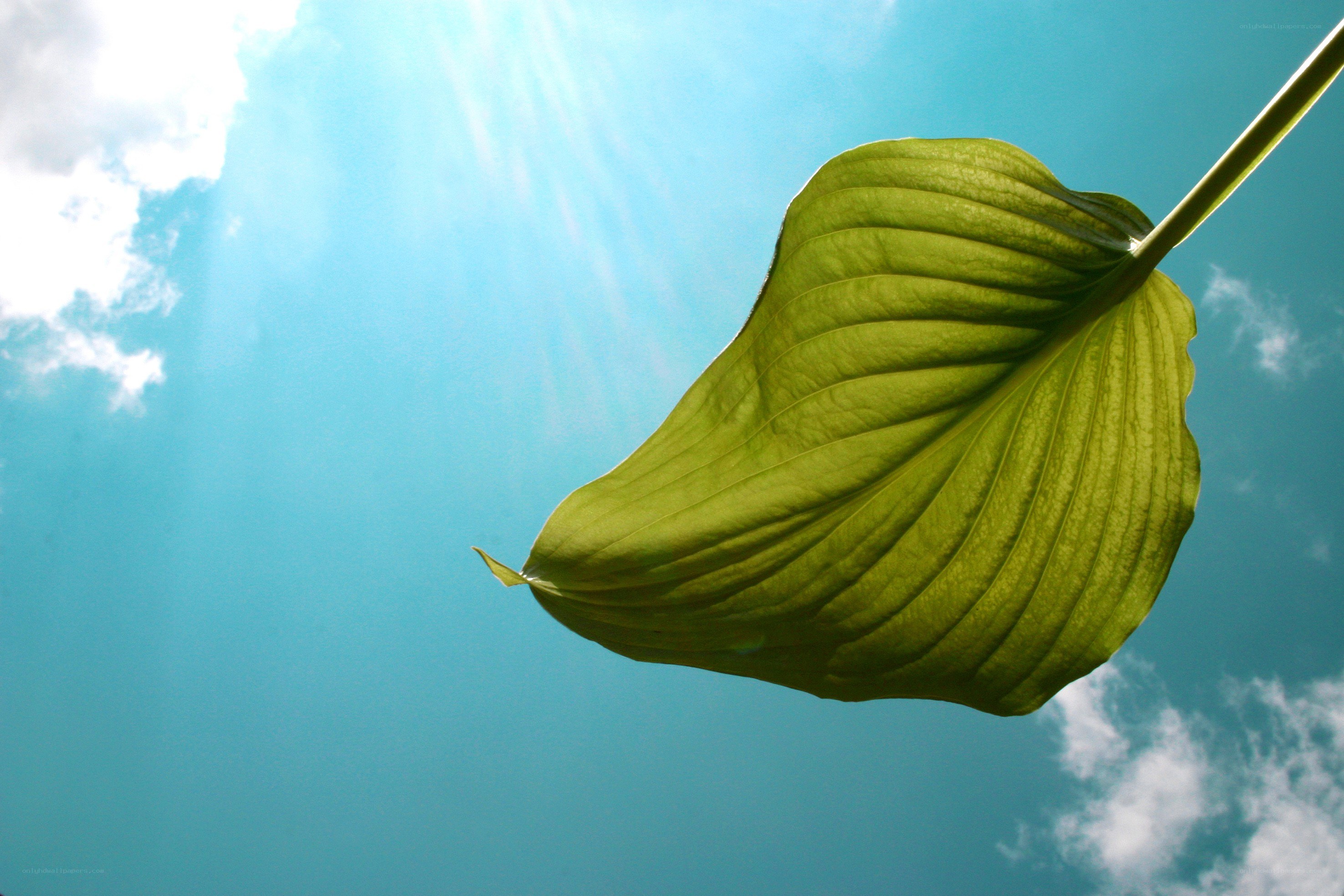 green leaf against blue sky