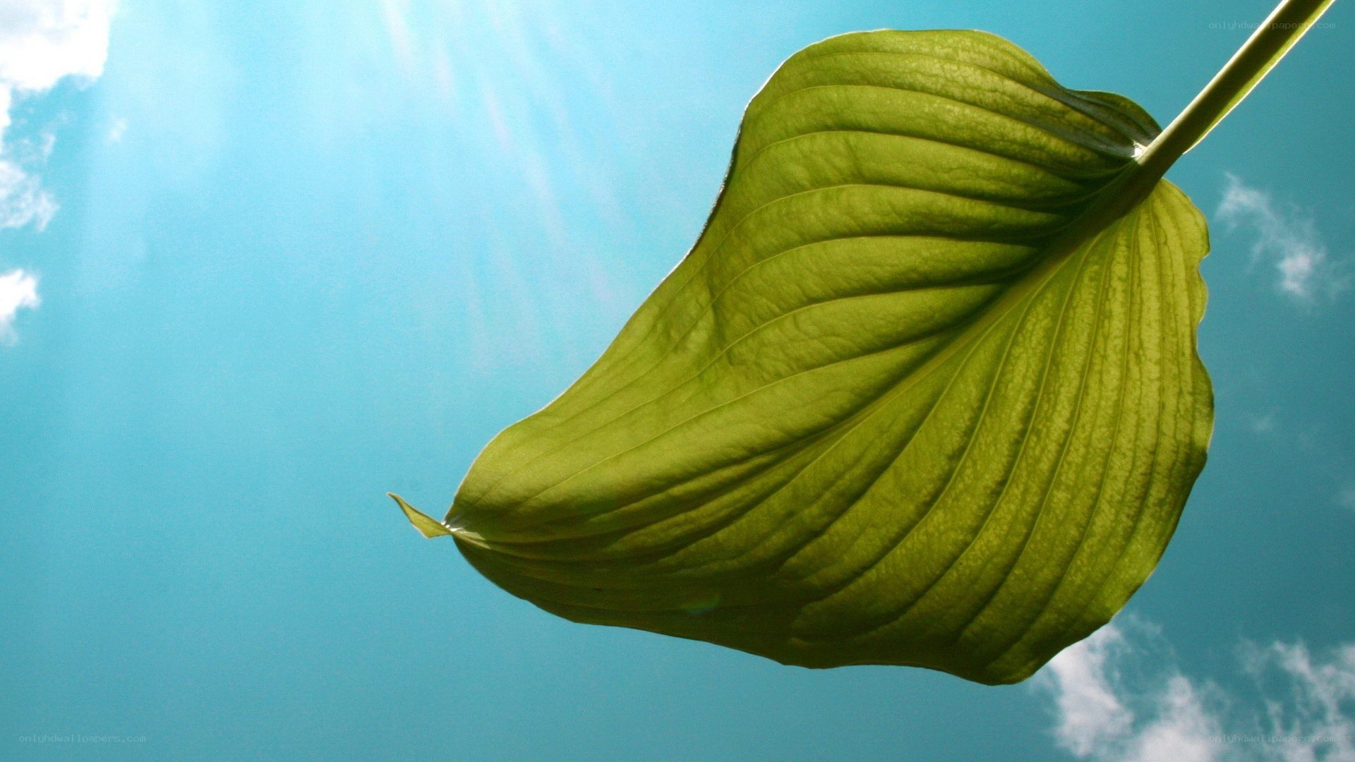 green leaf against blue sky