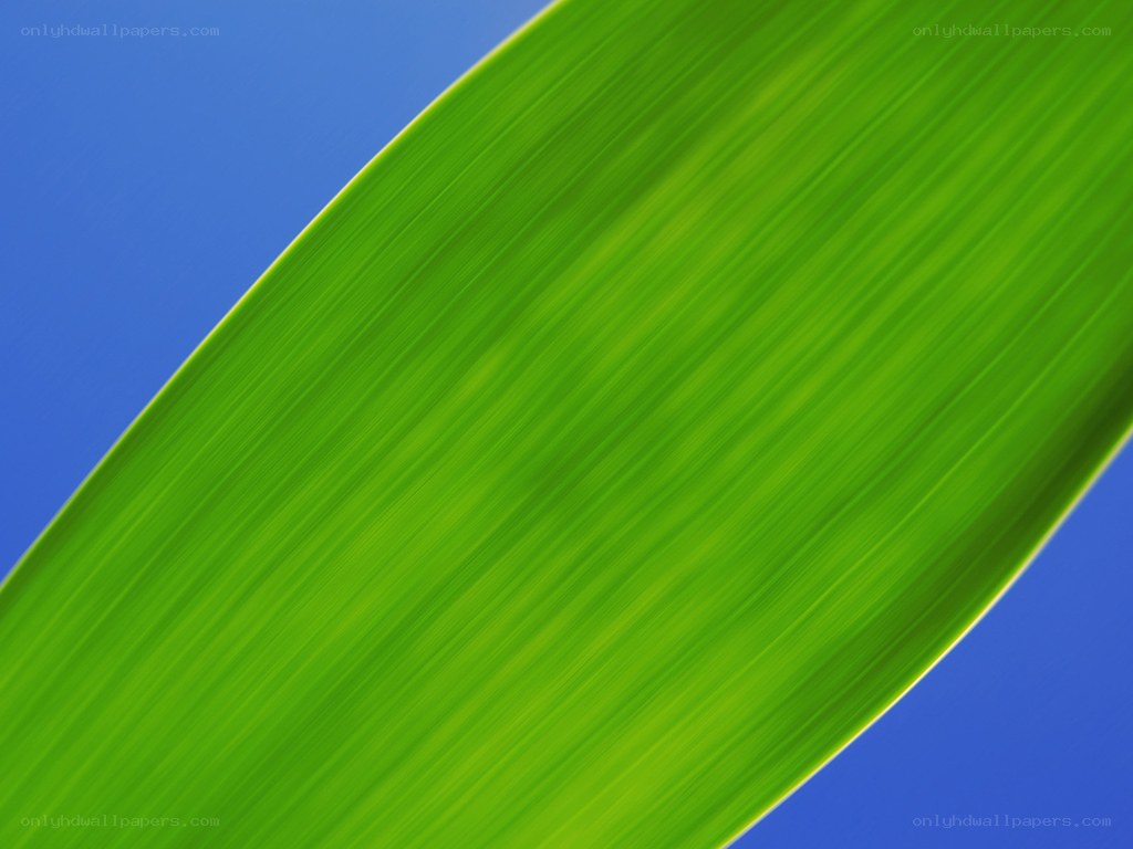 green leaf against blue sky