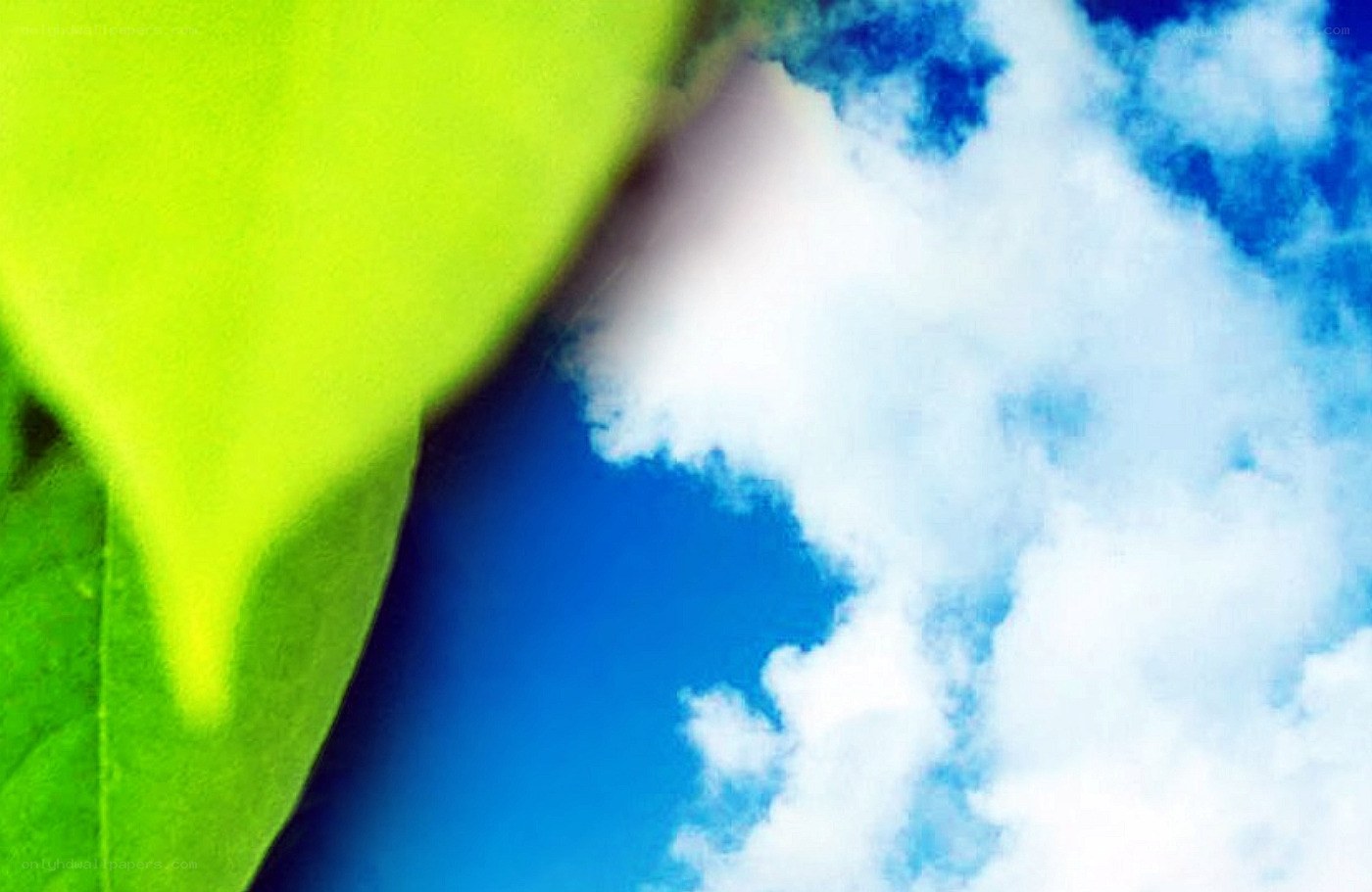 green leaf against blue sky