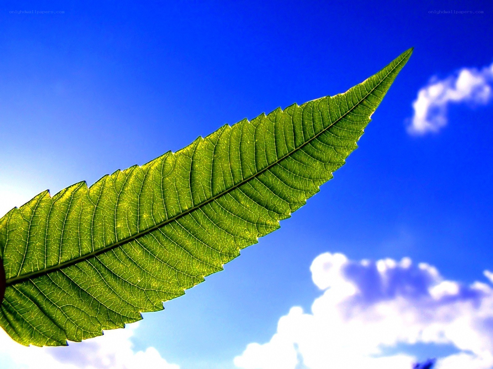 green leaf against blue sky