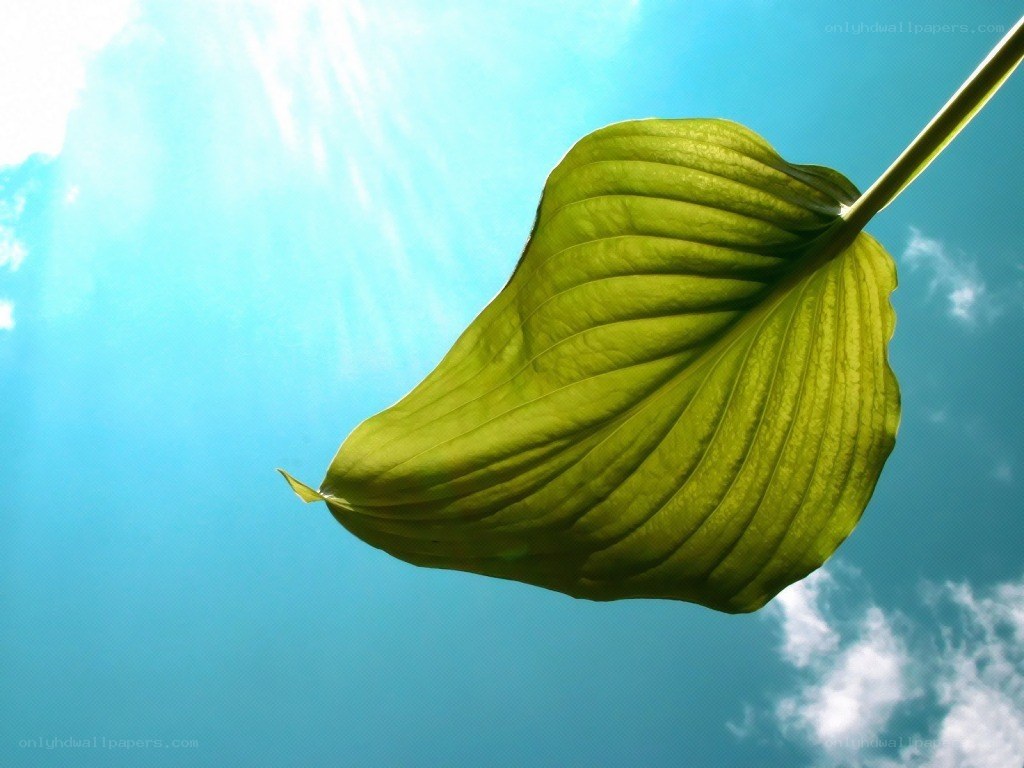 green leaf against blue sky