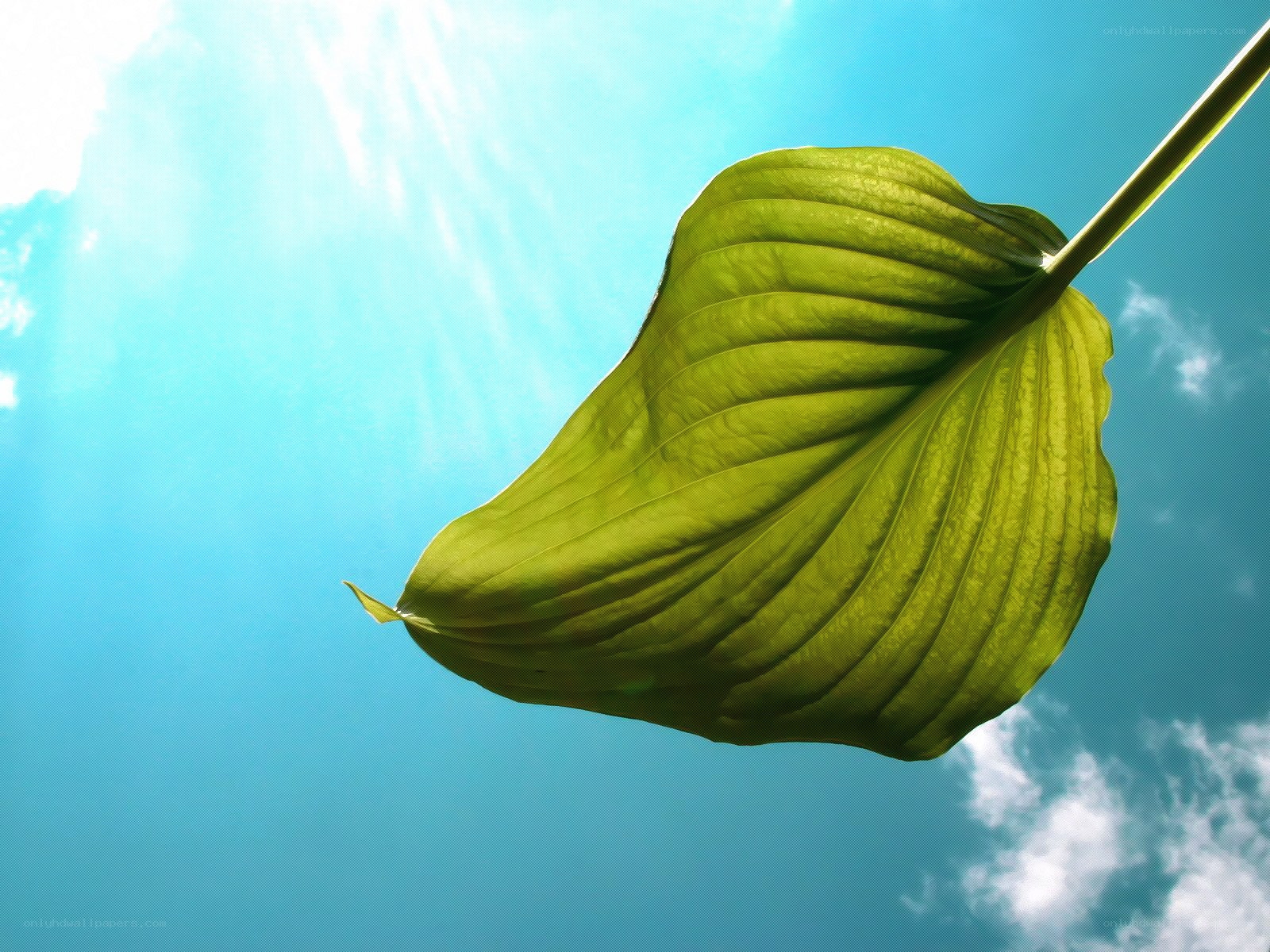 green leaf against blue sky