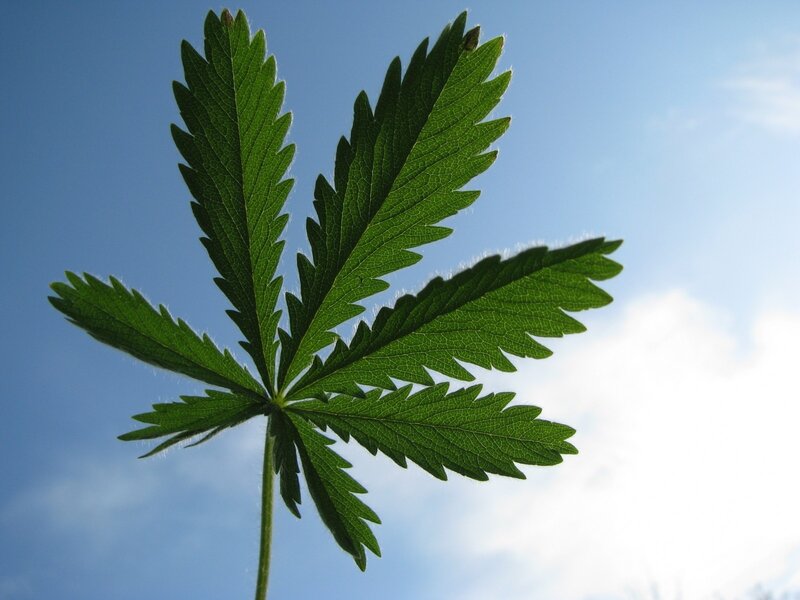 Green leaf against blue sky