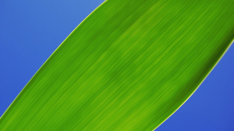 green leaf against blue sky