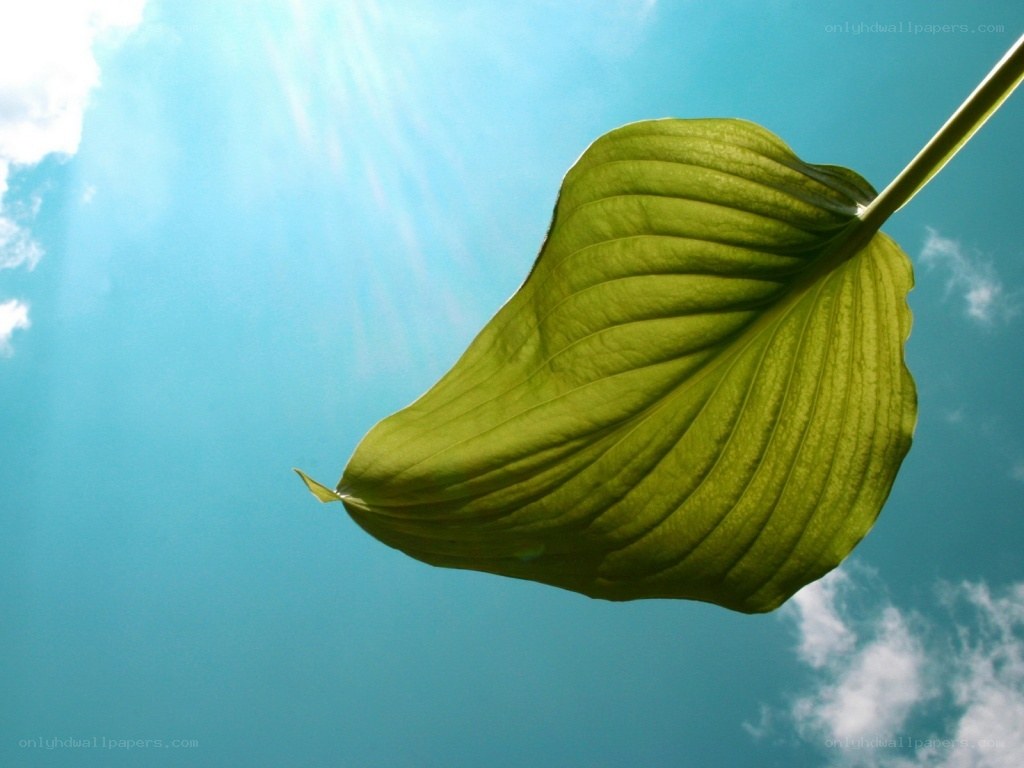 green leaf against blue sky