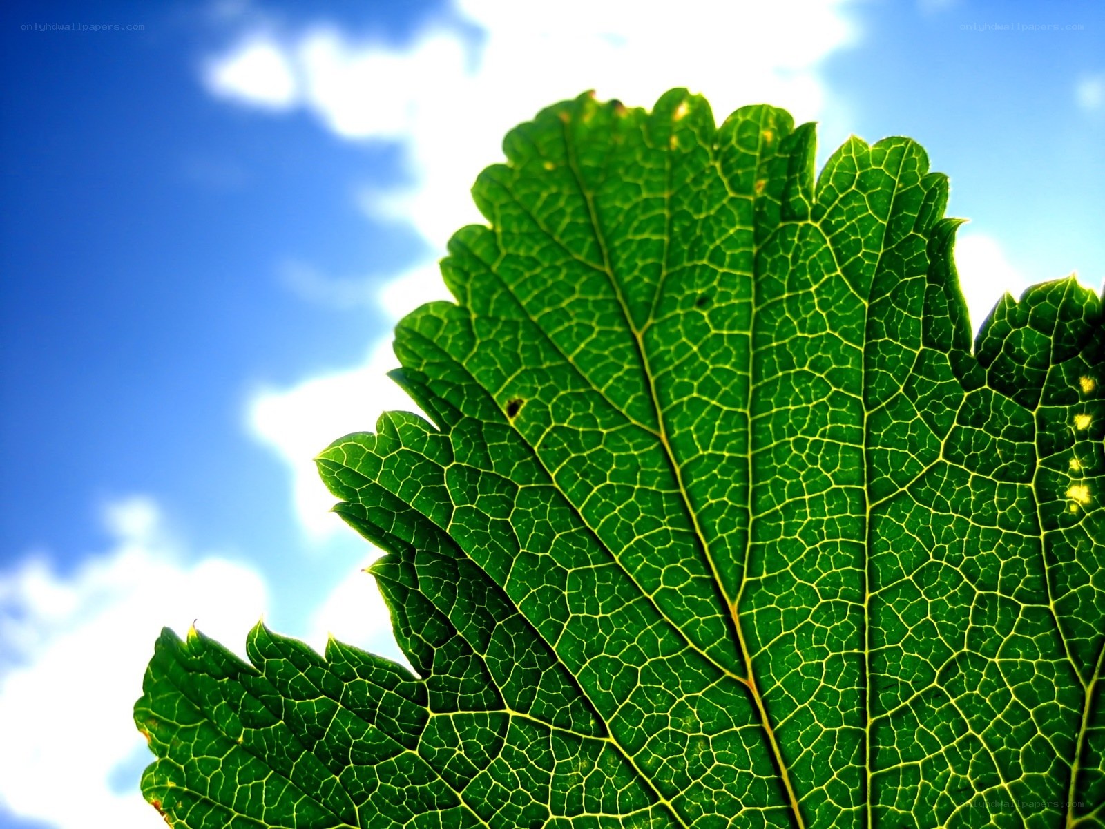 green leaf against blue sky