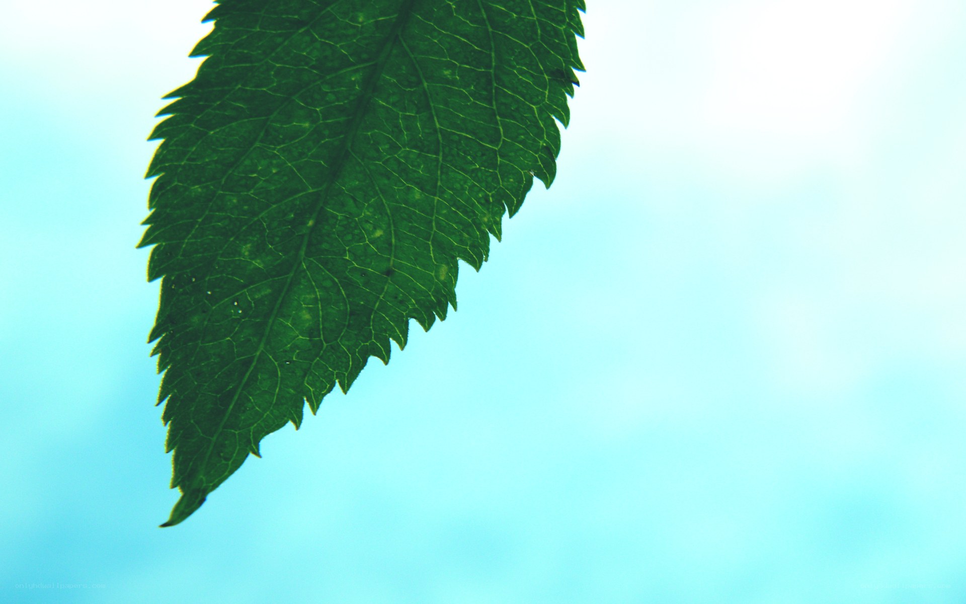 green leaf against blue sky