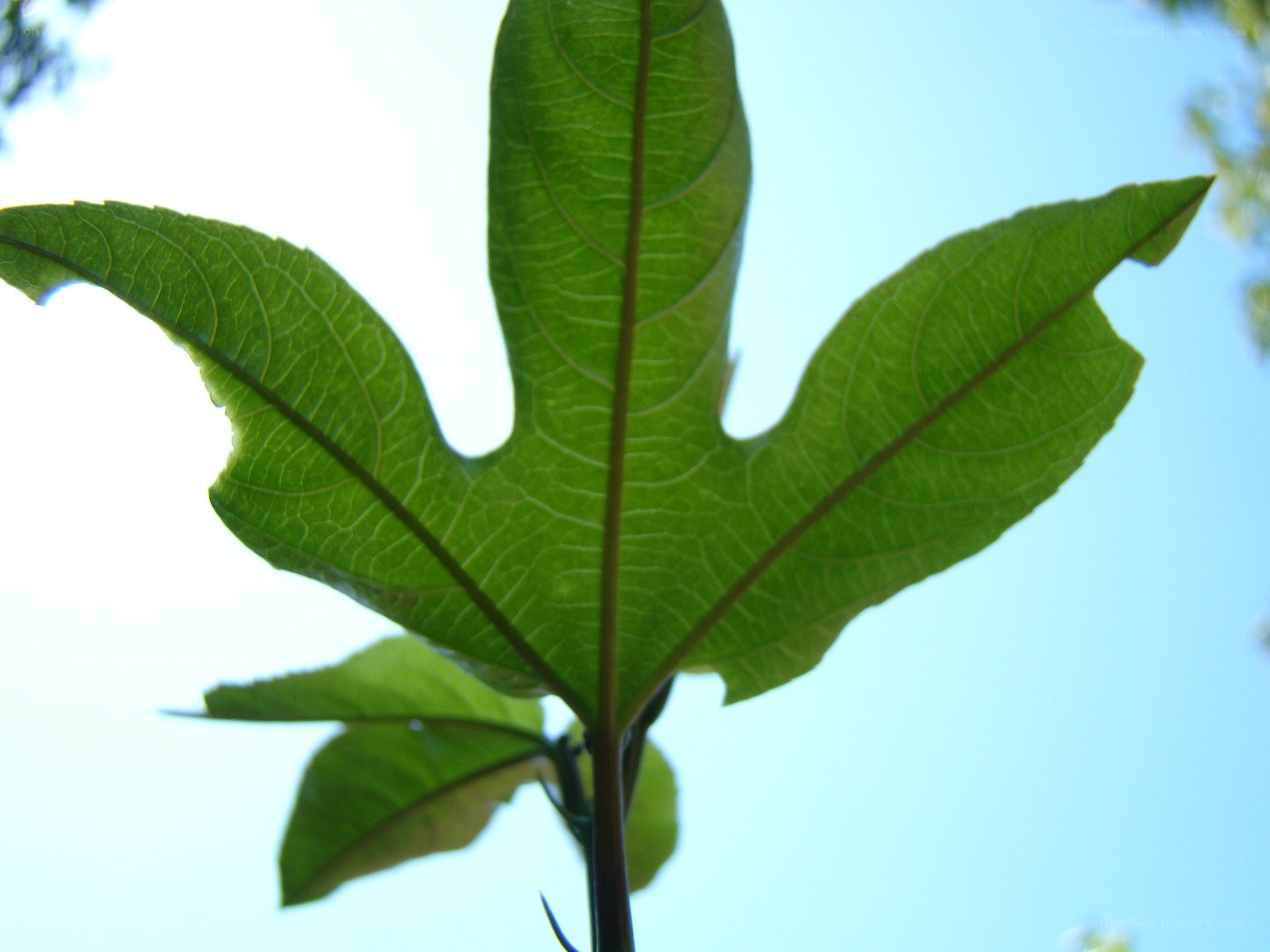 green leaf against blue sky