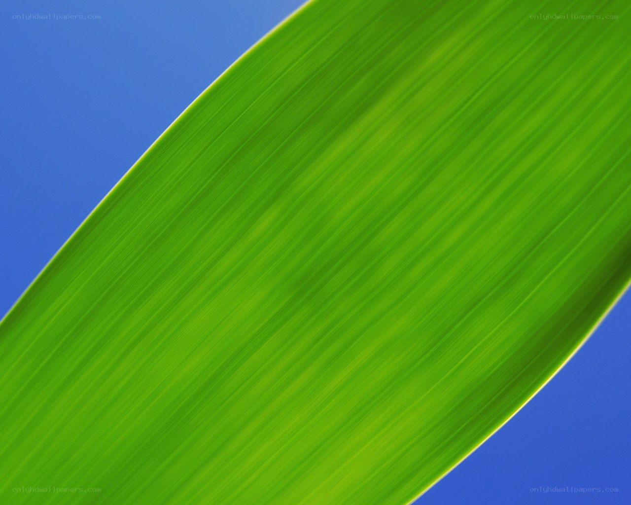 green leaf against blue sky
