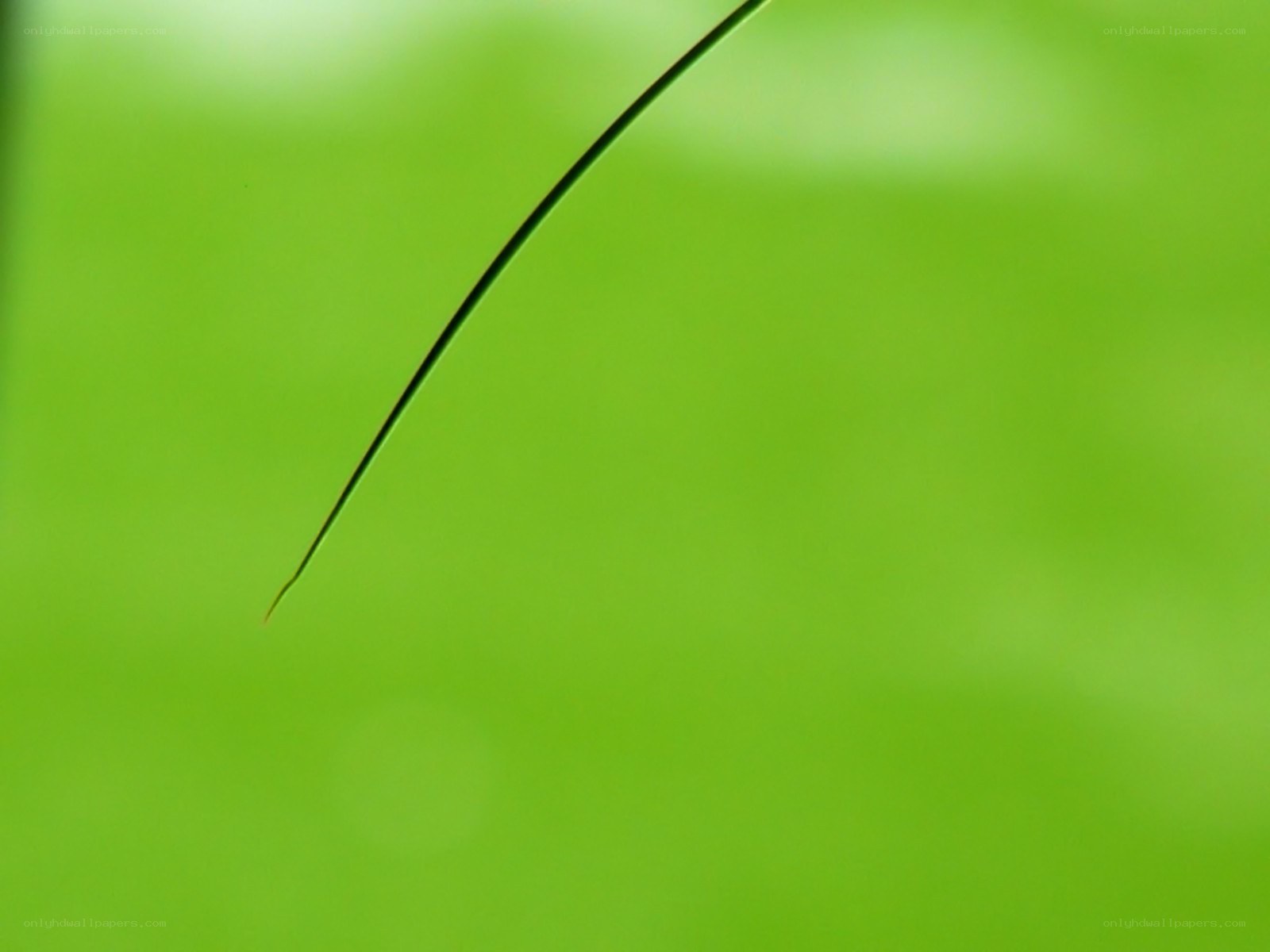 green leaf against green background