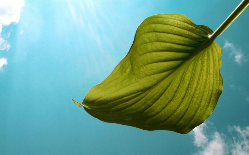 Green Leaf Against Sky — Serene, Afternoon, Photograph, Clouds, Sunlight