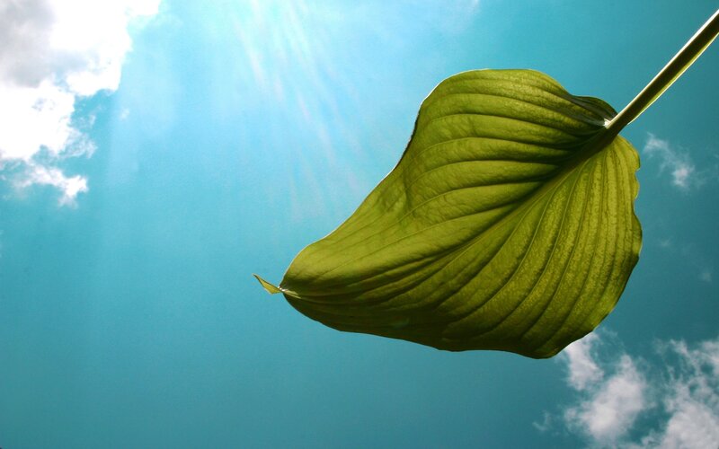 Green Leaf Against Sky