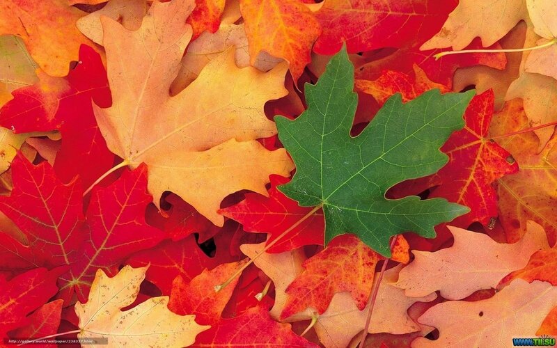 Green Leaf Among Autumn Leaves — Red, Calm