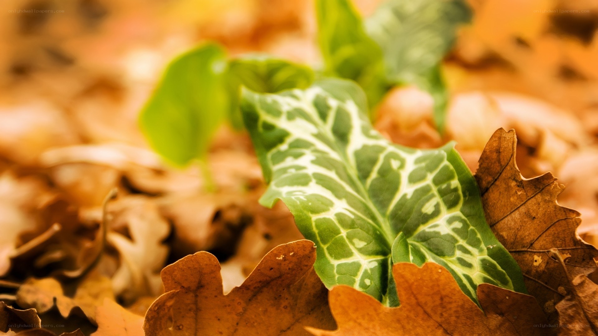green leaf among autumn leaves