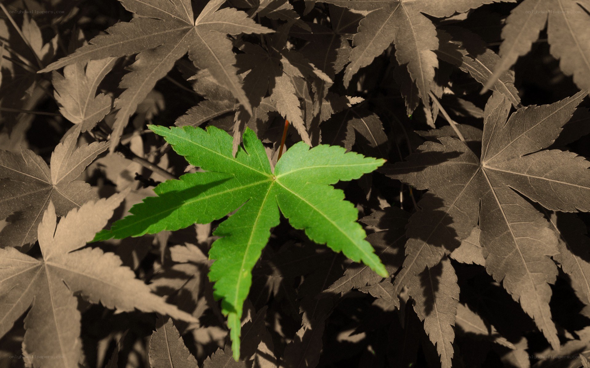 green leaf among brown leaves