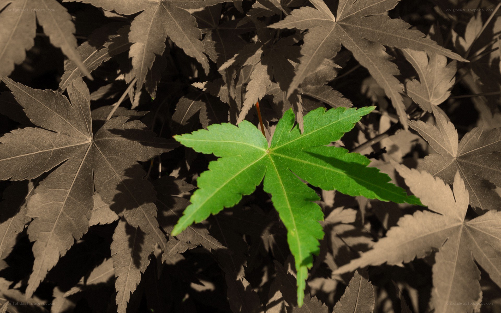 green leaf among brown leaves