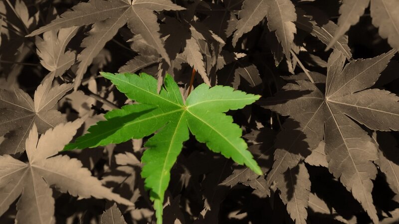 green leaf among brown leaves