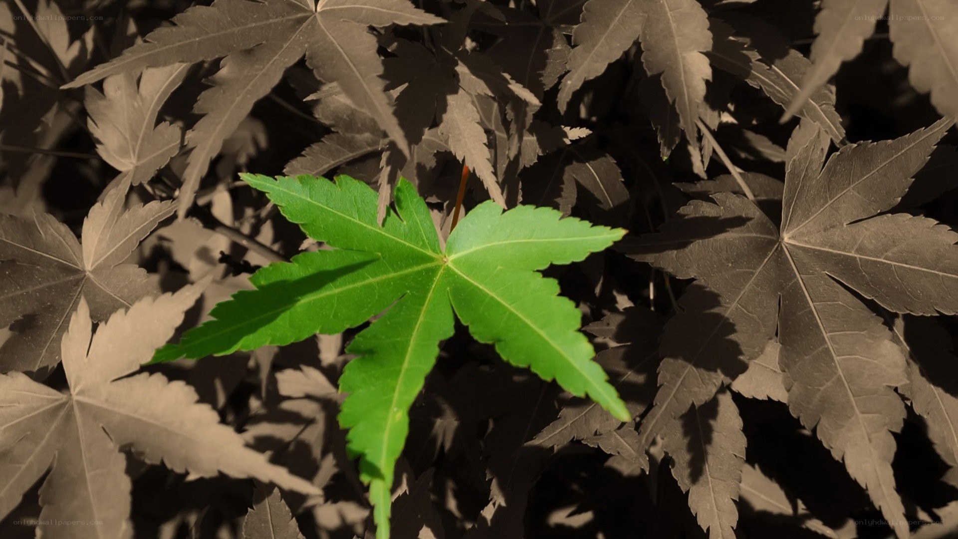 green leaf among brown leaves