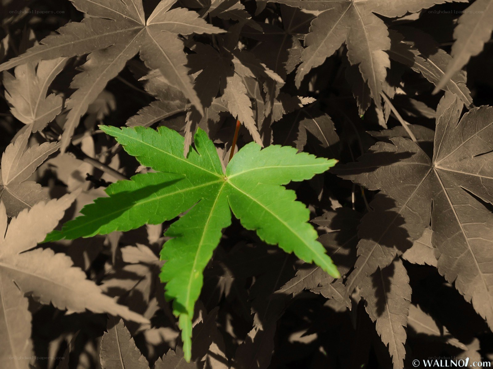 green leaf among dark leaves