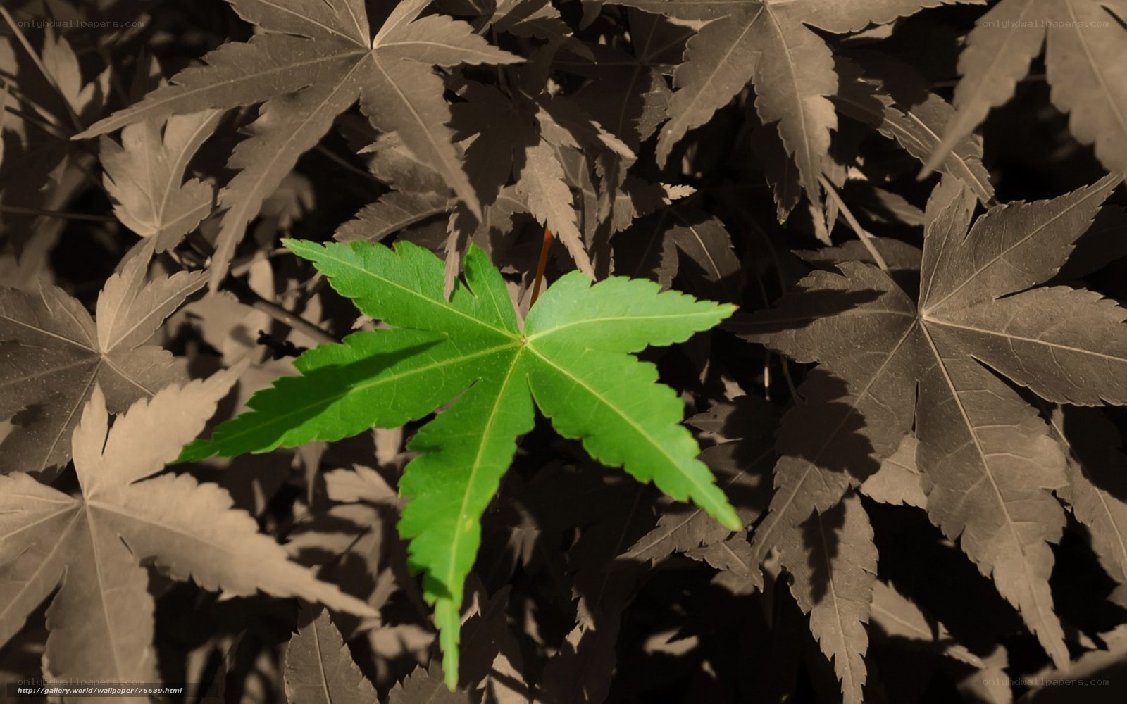 Green leaf among dark leaves