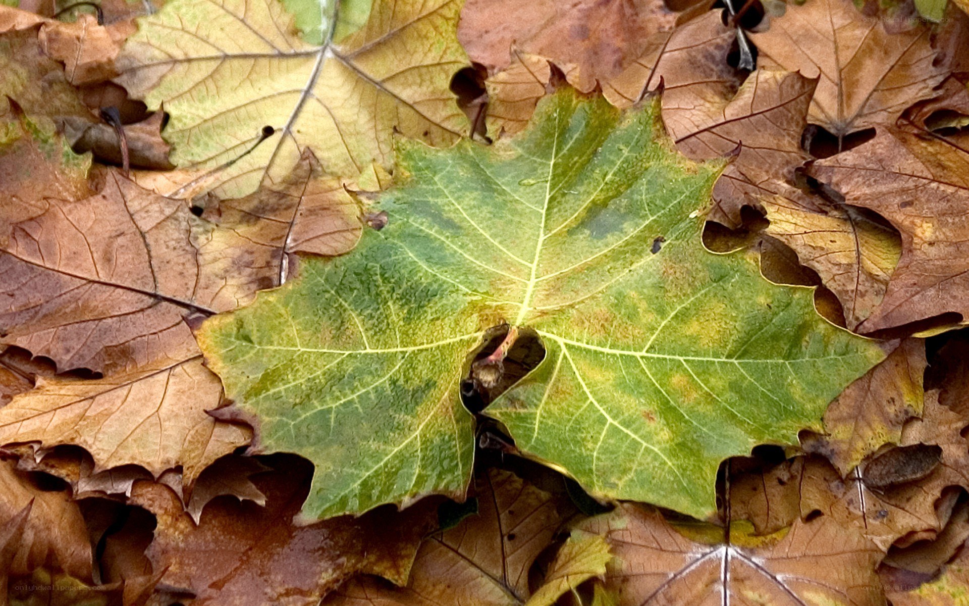 green leaf among fallen leaves