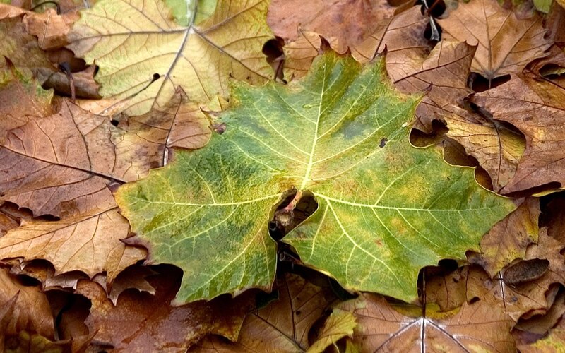 green leaf among fallen leaves