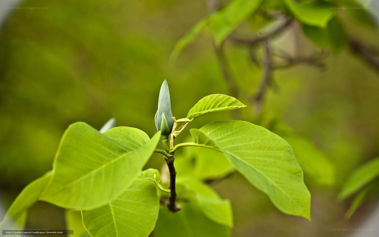 Green leaf and flower bud