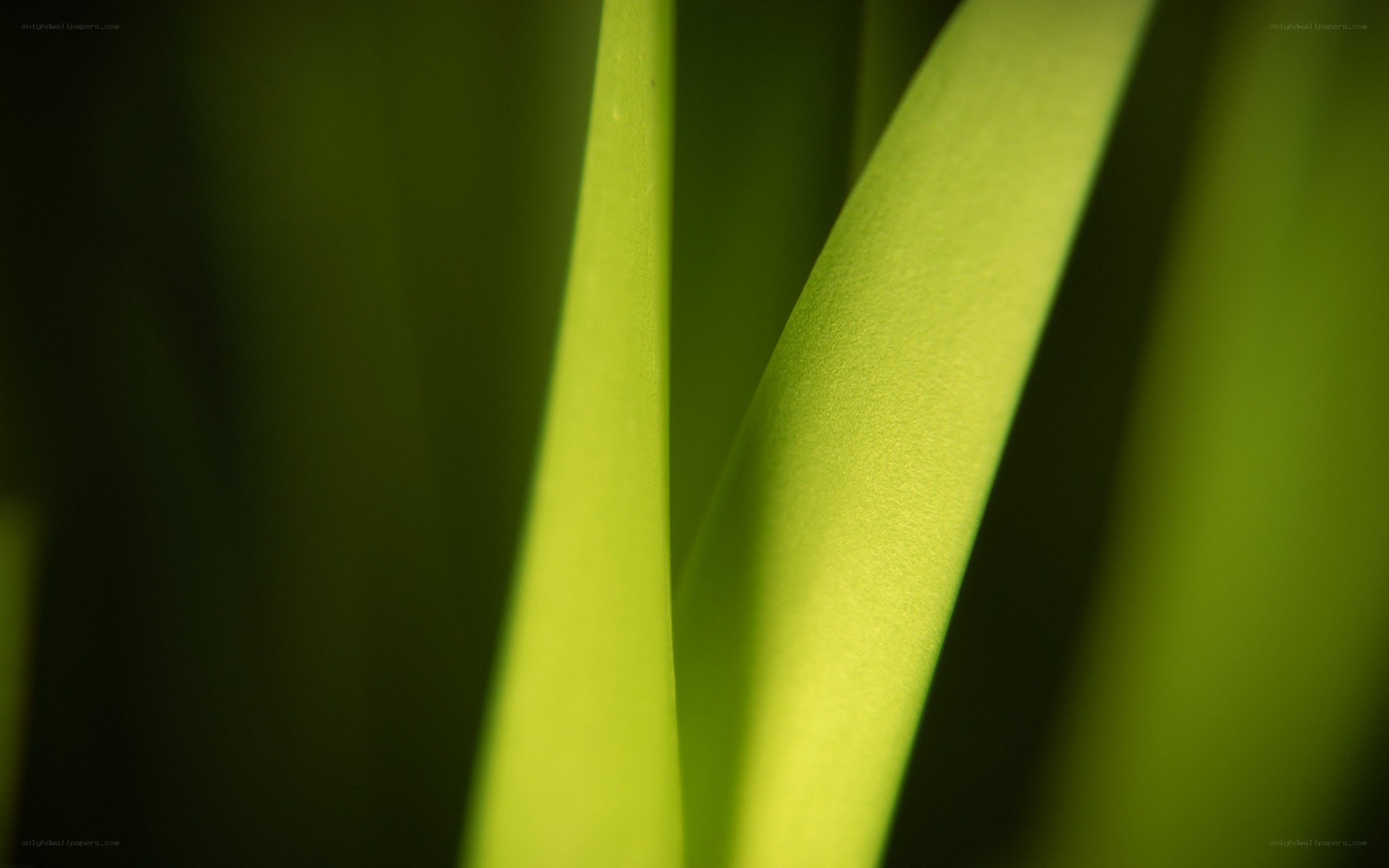 Green leaf blades in sunlight