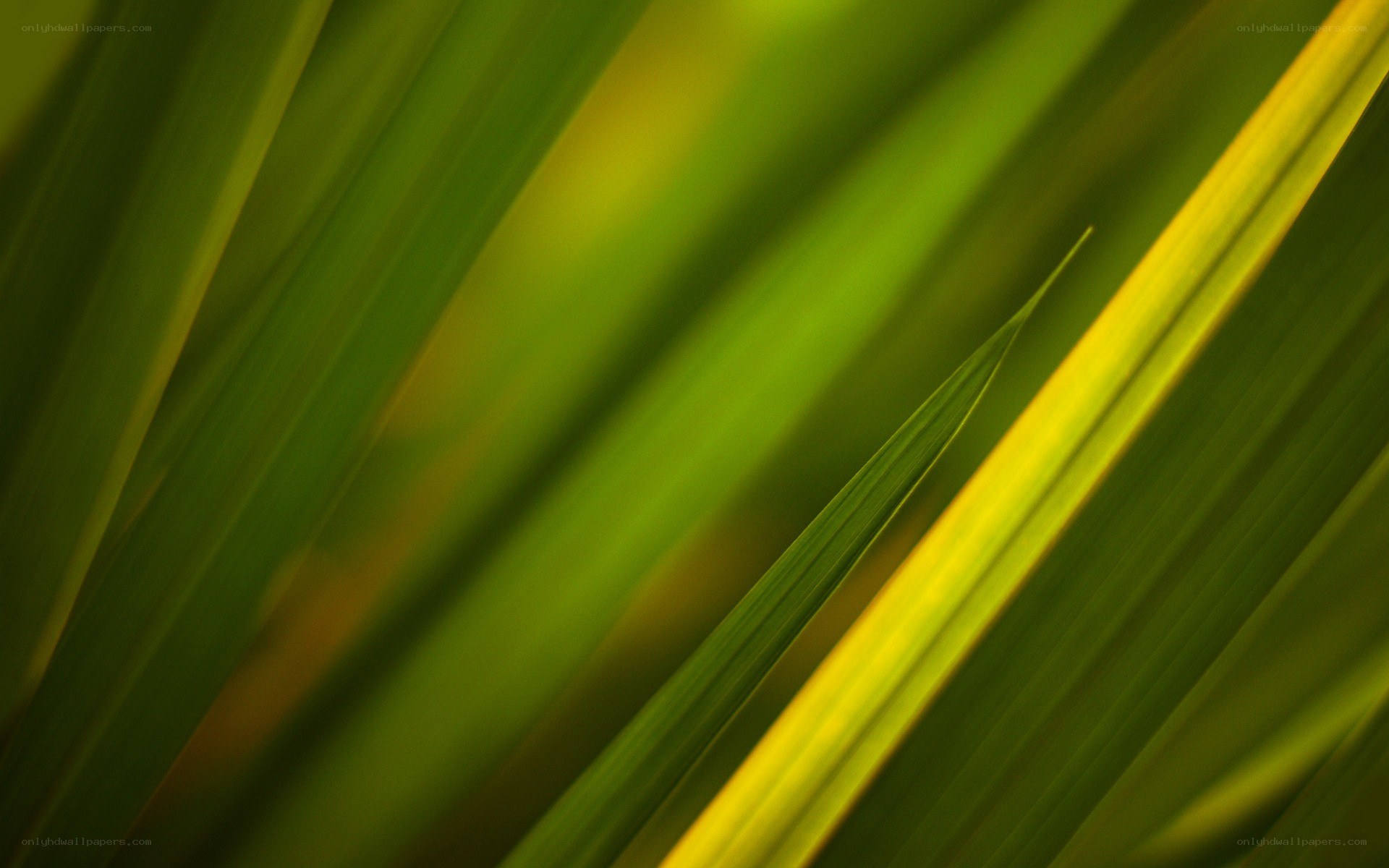 green leaf blades in sunlight