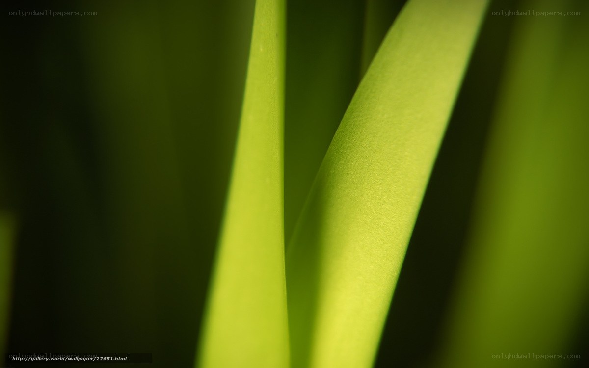 Green leaf blades in sunlight