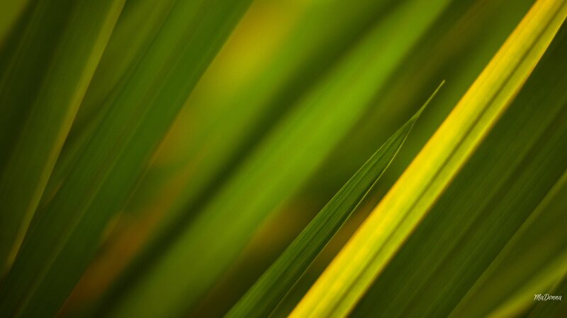 Green Leaf Blades