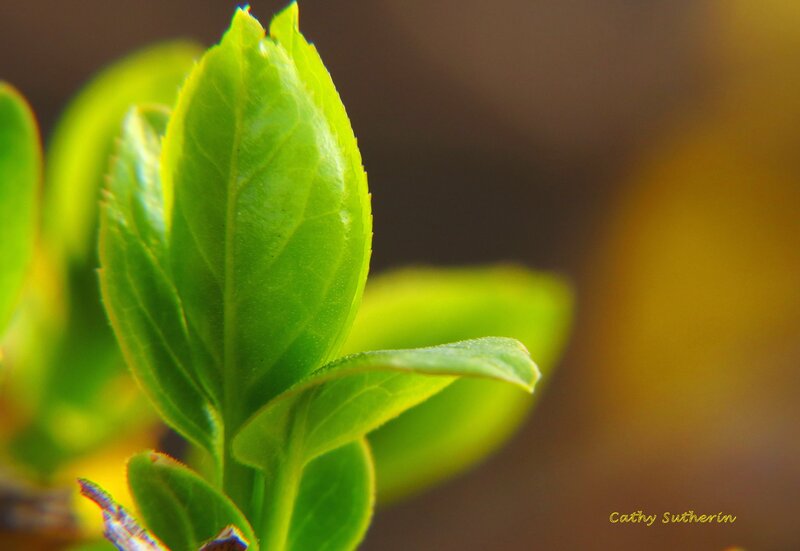 Green Leaf Bud — Serene