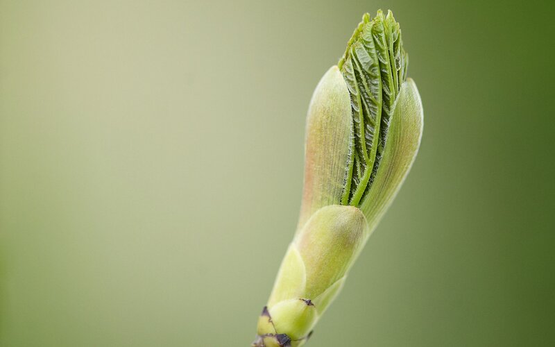 Green Leaf Bud