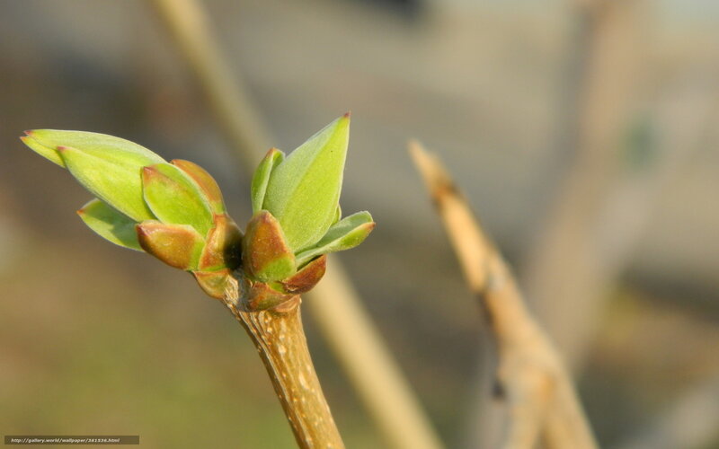 Green Leaf Buds on Branch