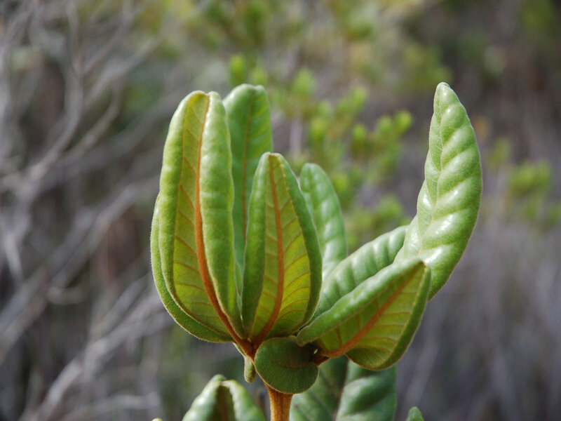 Green Leaf Buds