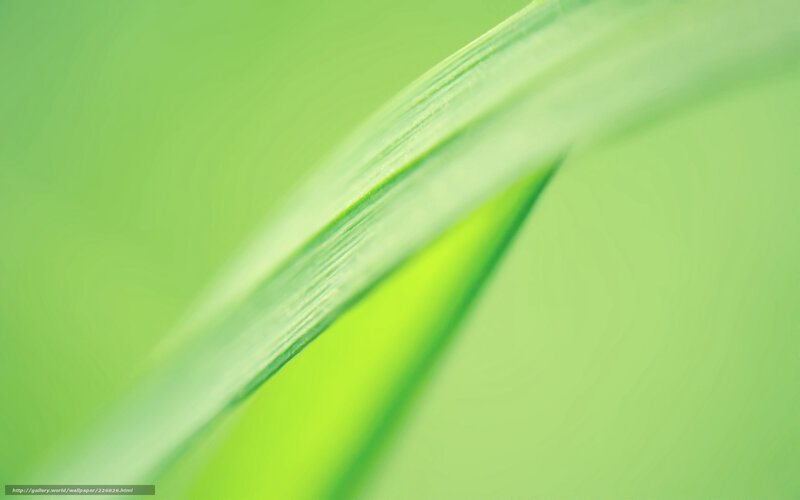 Green leaf close-up