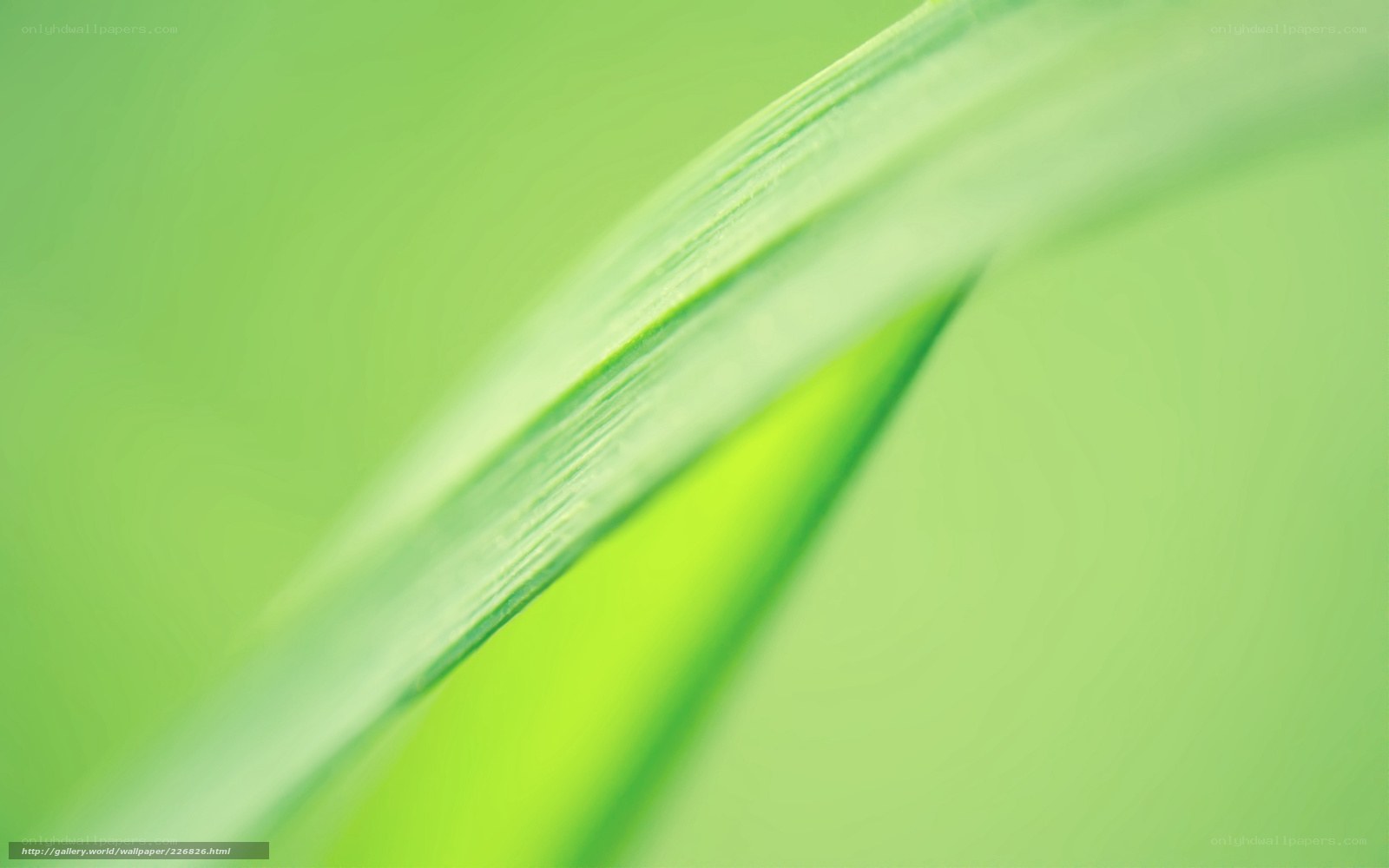 Green leaf close-up