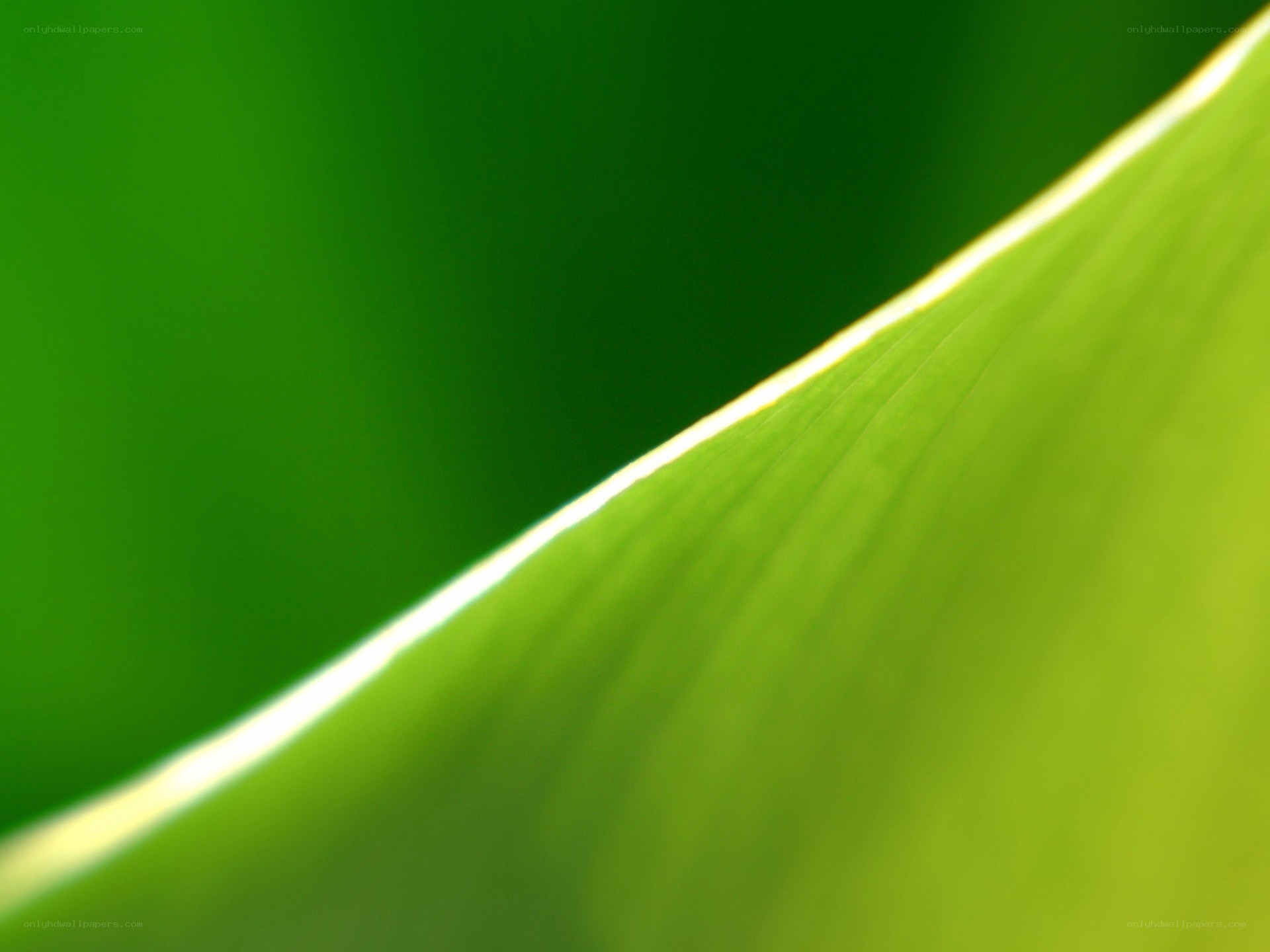 green leaf close-up