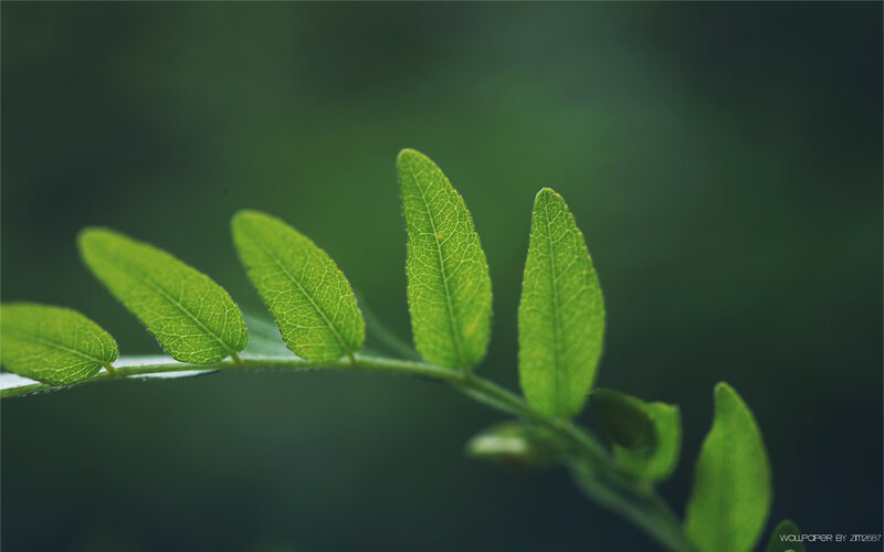 green leaf close-up