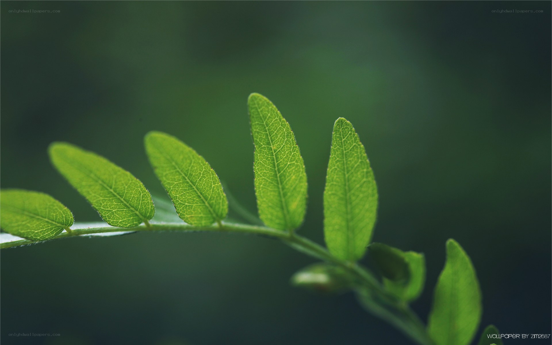 green leaf close-up