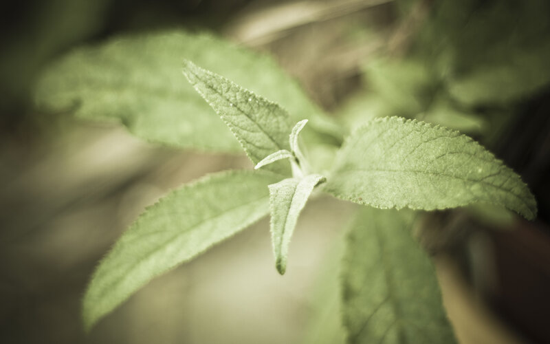 green leaf close-up