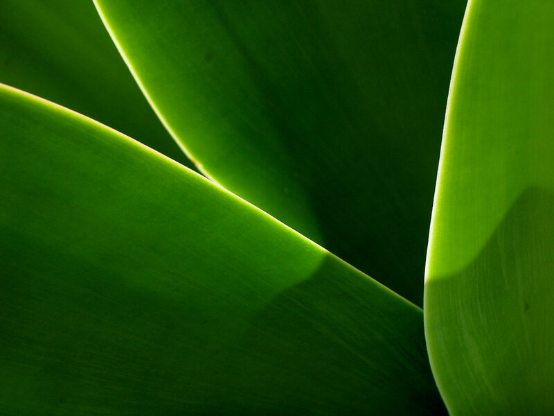 green leaf close-up