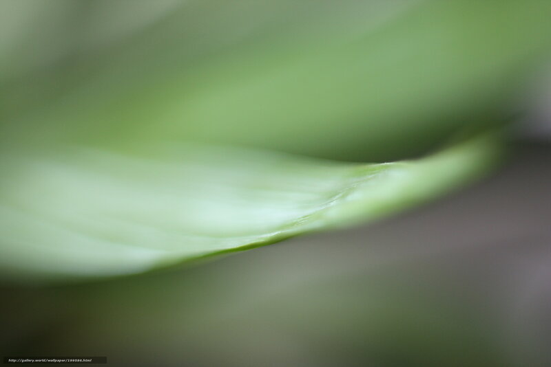 green leaf close-up