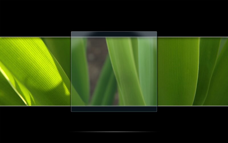 green leaf close-up with focus effect
