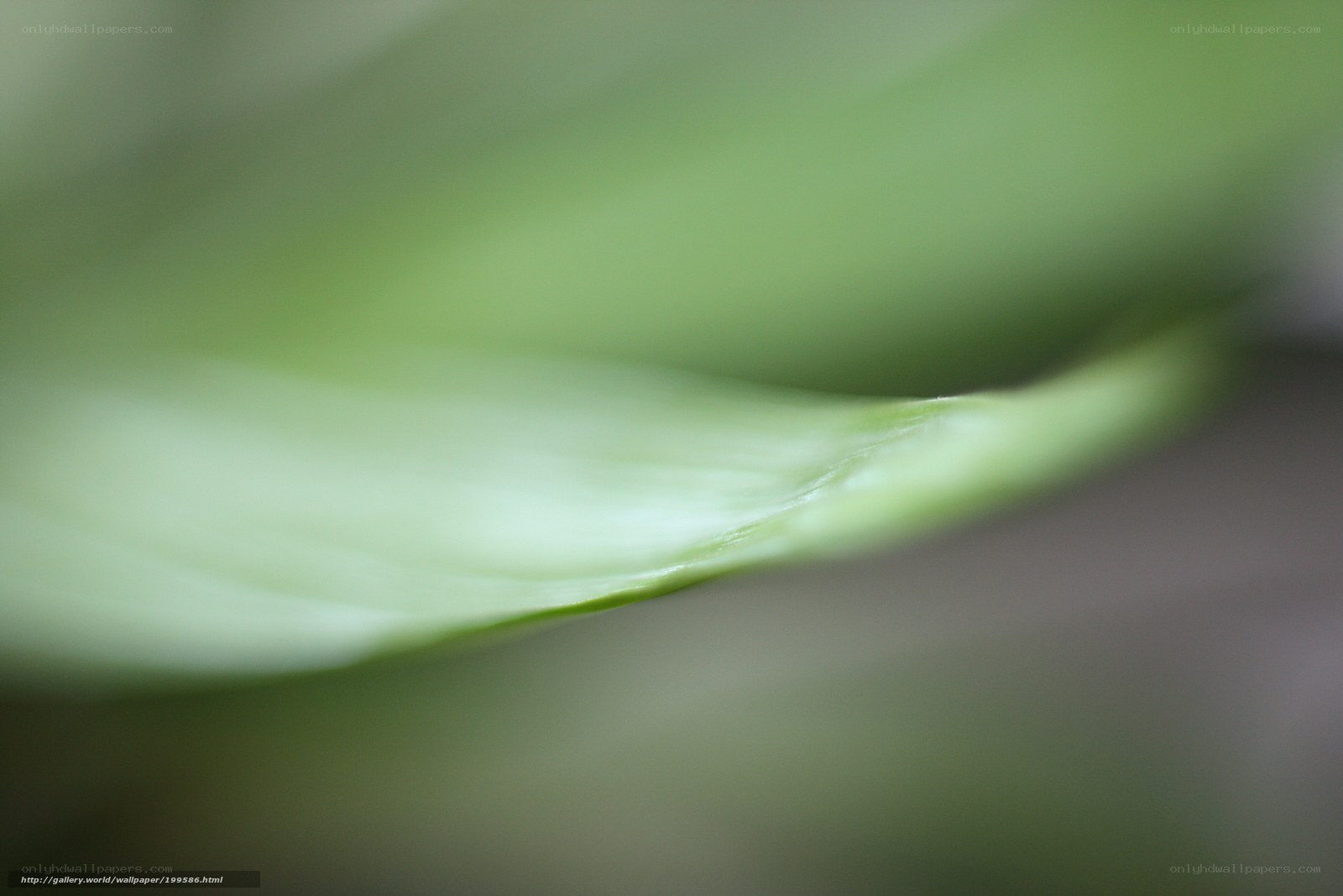 green leaf close-up