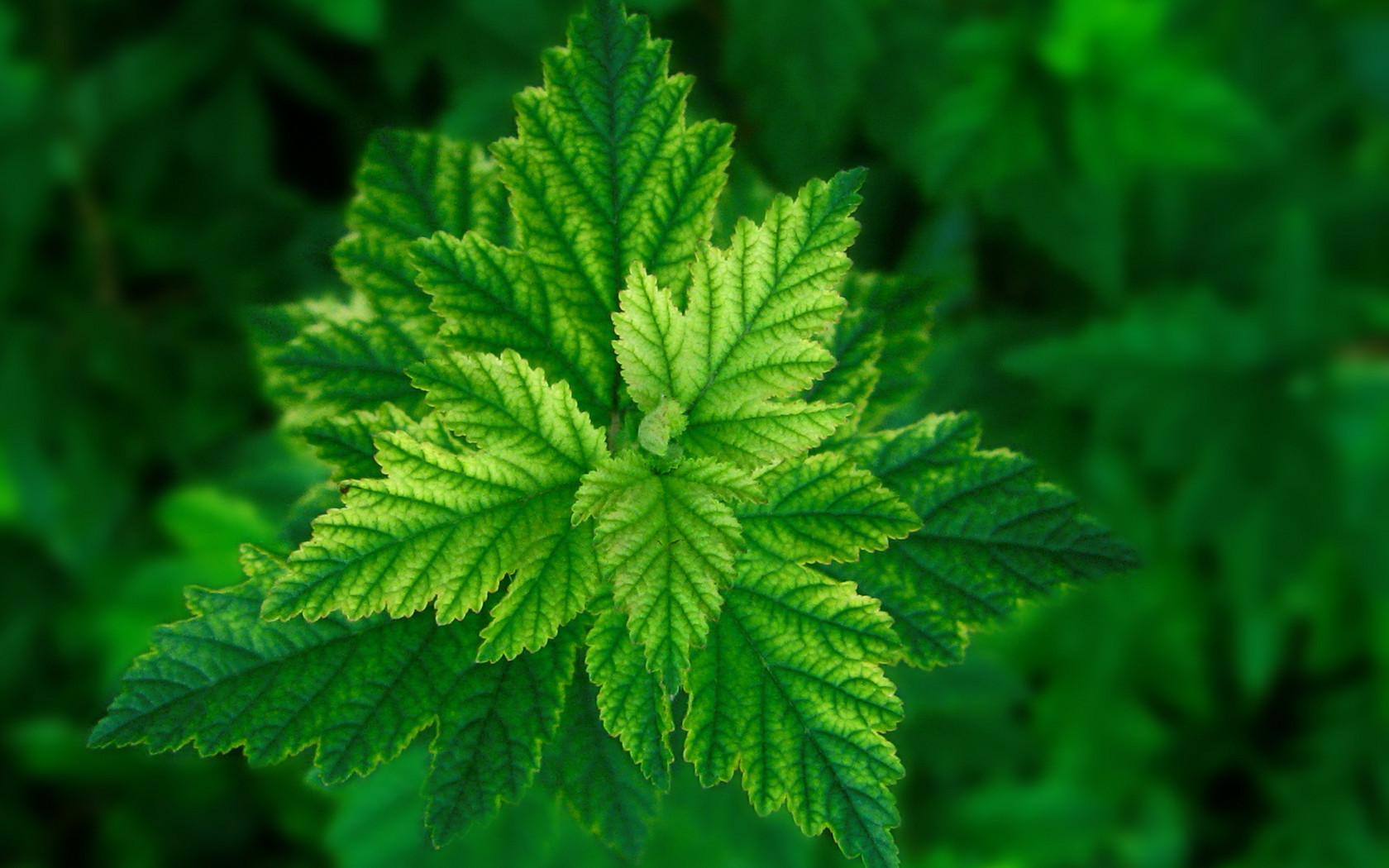 green leaf cluster in sunlight