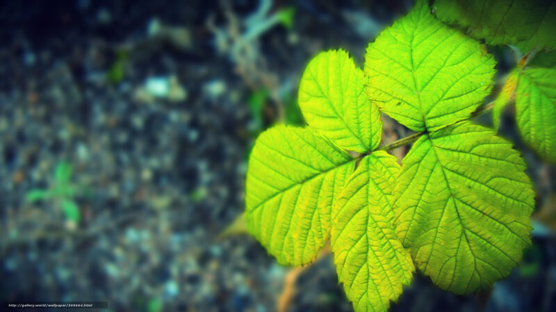 Green Leaf Cluster — Natural, Photograph