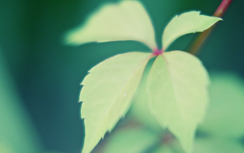 Green Leaf Cluster — Serene