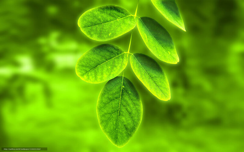 Green Leaf Cluster